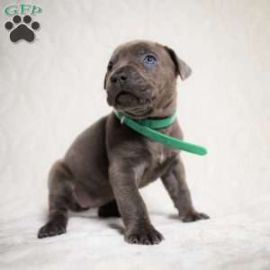 Emy, Cane Corso Puppy